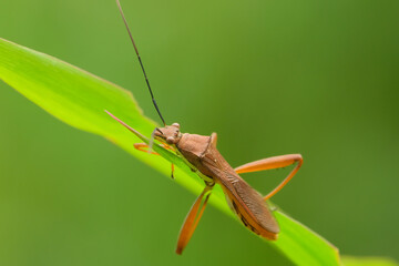 Leptocorisa oratorius Fabricius perched on rice leaves is a major pest of rice plants