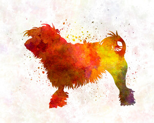 Little Lion Dog in watercolor