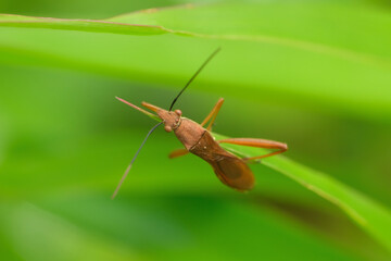 Leptocorisa oratorius Fabricius perched on rice leaves is a major pest of rice plants