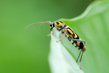 Chlorophorus varius is a species of beetle in the family Cerambycidae. Chlorophorus varius in flowering plants.