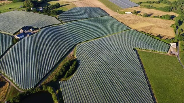 Grande parcelle de pommiers vue du ciel. Agriculture fran&ccedil;aise.