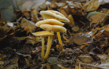 Mushrooms in a summer beech forest
