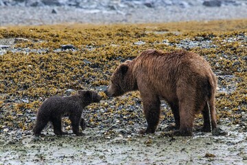 Obraz na płótnie Canvas Familienbande - Mutter mit Kind - zwei Grizzlybären an einem Strand von Katmai, Alaska