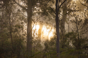 Bush sunrise through the trees © Gerald Steding