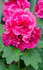 Hollyhocks in mixed colors (Alcea rosea) old.Beautiful red, magenta stockroses or mallows in sunlight.mallow flowers