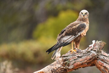 lagoon eagle in the mountains of Avila. Avila.Spain