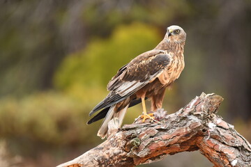 lagoon eagle in the mountains of Avila. Avila.Spain