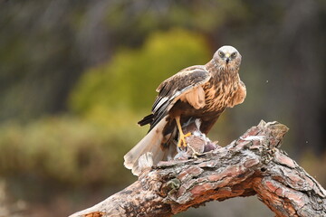 lagoon eagle in the mountains of Avila. Avila.Spain
