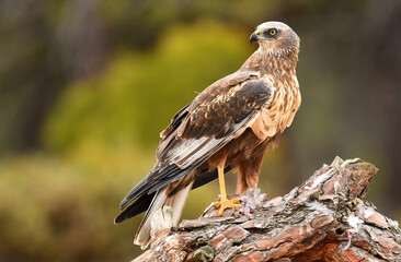 lagoon eagle in the mountains of Avila. Avila.Spain