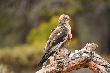lagoon eagle in the mountains of Avila. Avila.Spain