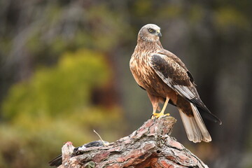 lagoon eagle in the mountains of Avila. Avila.Spain