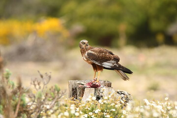 lagoon eagle in the mountains of Avila. Avila.Spain
