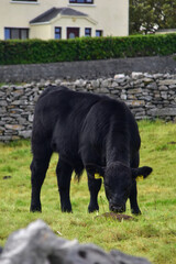 Black cow in Ireland on Aran Islands