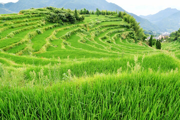 Fototapeta na wymiar photo of rural terraced fields, China, Zhejiang Province