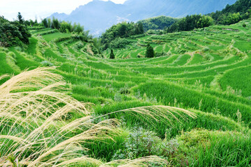 photo of rural terraced fields, China, Zhejiang Province