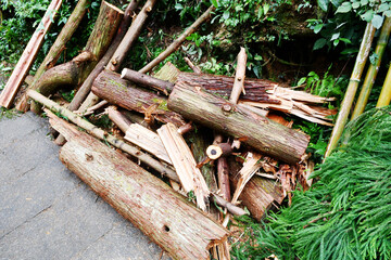 some felled trees, Zhejiang Province, China