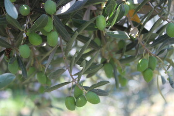 Green olives on tree branch in garden. 