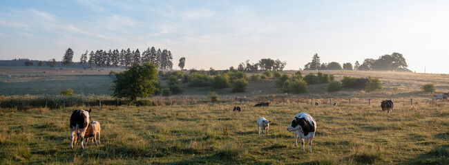 calves and cows in early morning countryside between sankt vith and vielsalm in belgian ardennes