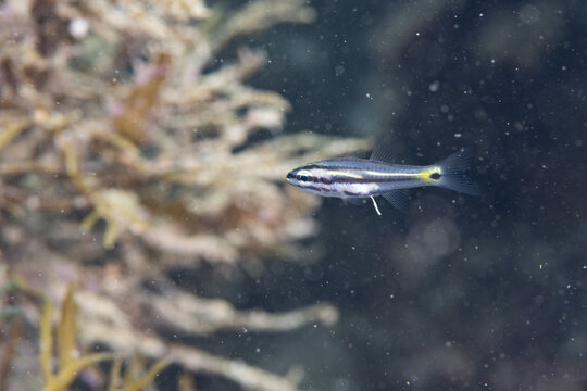 「テンジクダイ」の画像 132 件の Stock 写真、ベクターおよびビデオ Adobe Stock