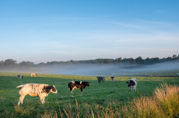 cows in early morning countryside between sankt vith and vielsalm in belgian ardennes