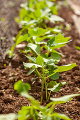 Au potager - gros plan sur un rang de jeunes plants de haricots vert en plein terre