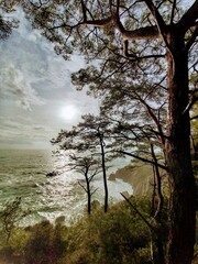 Fototapeta premium tree in the water