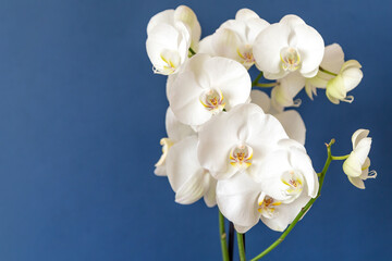 Blossoming white phalaenopsis orchid on blue colored background with copy space for the text on the left side of the frame