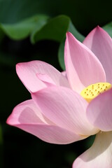 close up of lotus