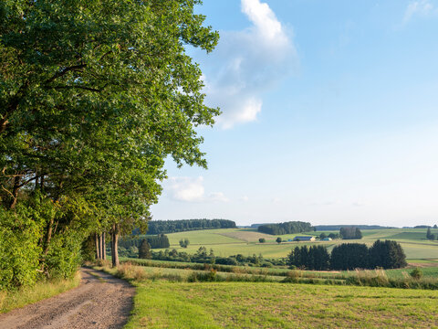 fields and forests in countryside landscape of belgian hautes fagnes