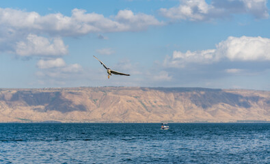 Fototapeta na wymiar A bird flying above the Sea of Galilee 