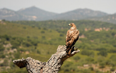 Bonelli's eagle in the mountains of Extremadura