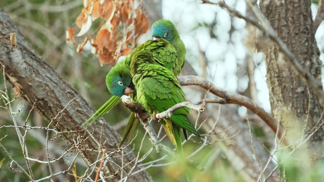 Blue-crowned Parakeets ( Thectocercus acuticaudatus) perching on a tree branch while grooming, natural habitat. Northern Argentina. Slow Motion video.
