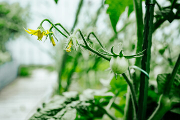 Tomato plants. Green tomatoes. Organic farming, young tomato plants growth.