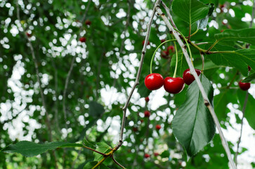 Ripe red cherry on a tree branch. The concept of harvesting. Horizontal orientation. Selective focus.