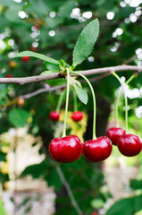 Many ripe red cherries on a tree branch. The concept of harvesting. Vertical orientation. Selective focus.