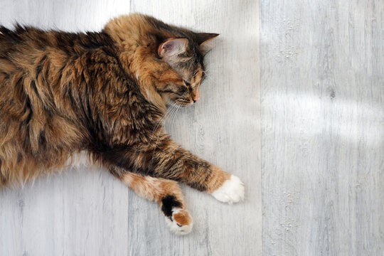 A cat of gray and red color lies on a wooden gray floor