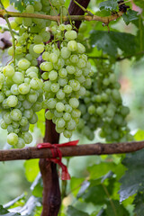 Grapes grown on a vine