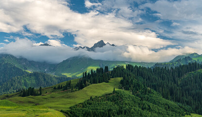 Naklejka premium landscape with clouds, mountains and cypress forest