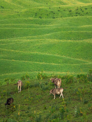 Naklejka premium four cows in the meadow