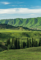 landscape in the forests on mountains