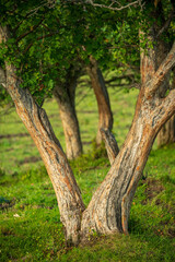 trees trunks in the forest