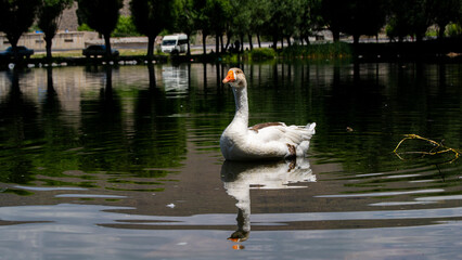 swan and ducks, swans on the lake, swan on the lake