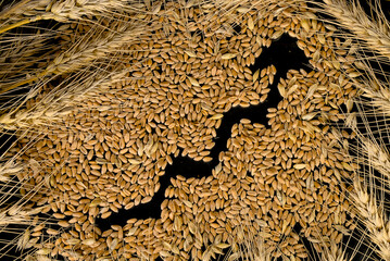 Grains of wheat and economic growth graph on a black background. Harvest wheat concept.
