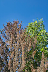 Dead spruce with healthy birch tree against blue sky