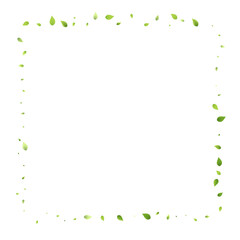 Leaves Green Falling Flying Foliage Leaf Tea Mint