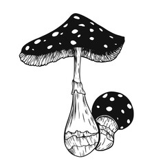 Poison mushroom. Fly agaric. White toadstool. Mushroom family. Sketch. Graphics. Hand drawn vector illustration. Dangerous mushroom isolated on white background.