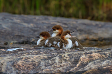 Three baby mergansers resting on a rock. 