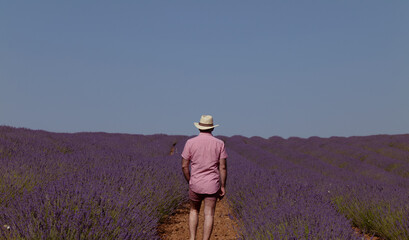 Rear view of adult man in hat on lavender fields. Brihuega, Spain