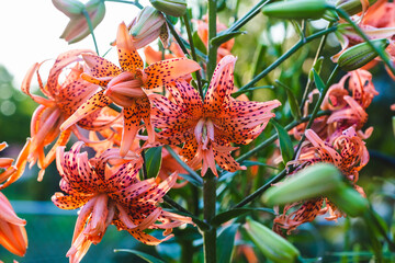 a group of Double Tiger Lilies blooming in the back garden