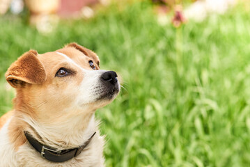 Naklejka na ściany i meble Portrait of a mongrel dog licking on a background of green grass.